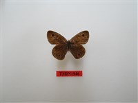 藏品(王氏波眼蝶)的圖片